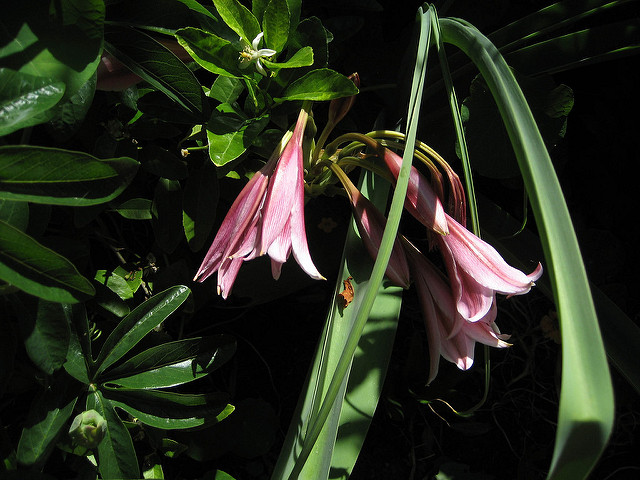 Crinum bulbispermum