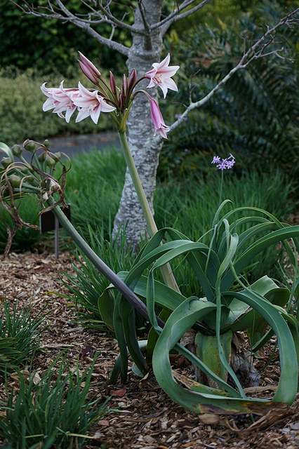 Crinum bulbispermum