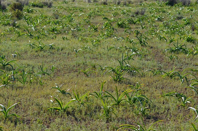 Crinum flaccidum (Crinum flaccidum)
