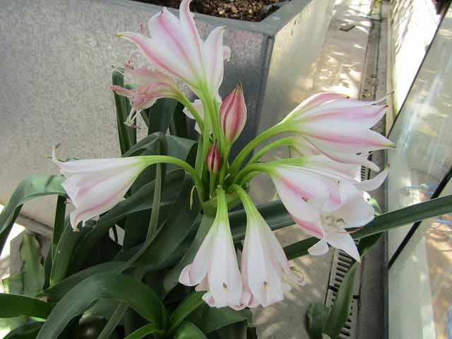Crinum macowanii