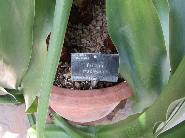 Crinum macowanii