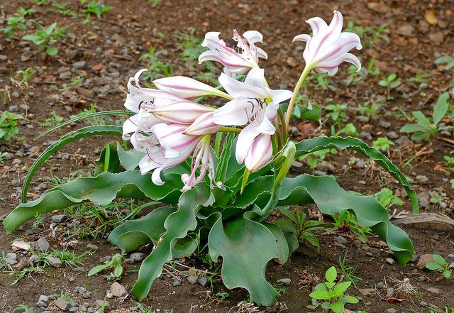 Crinum macowanii