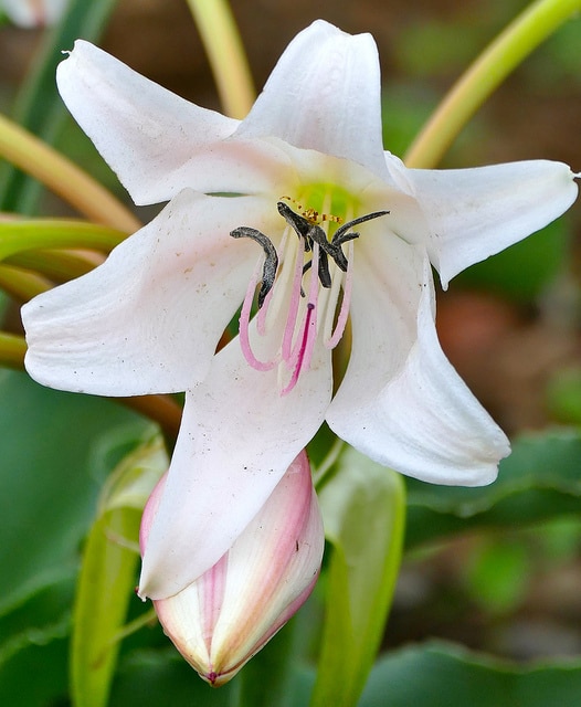 Crinum macowanii