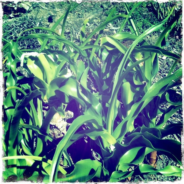 Crinum macowanii