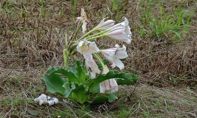 Crinum macowanii (Crinum macowanii)