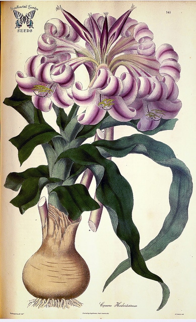 Crinum zeylanicum (Crinum zeylanicum)