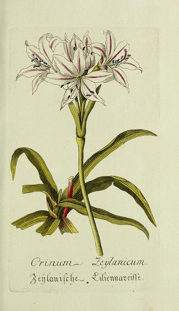 Crinum zeylanicum