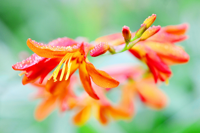 Crocosmia aurea