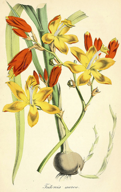 Crocosmia aurea