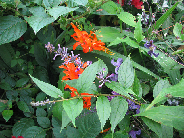Montbrétia (Crocosmia masoniorum)