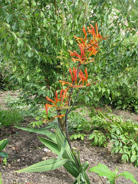 Crocosmia paniculata