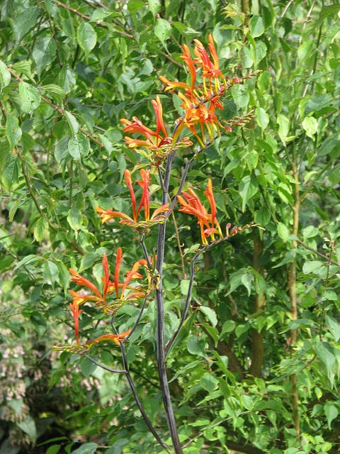 Crocosmia paniculata