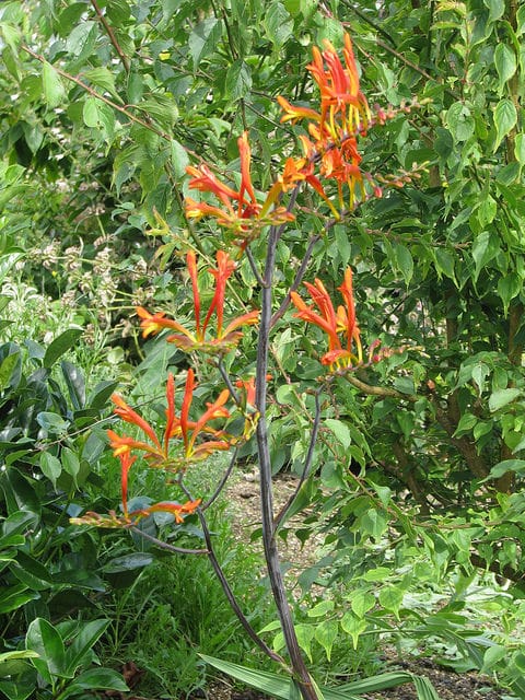 Crocosmia paniculata