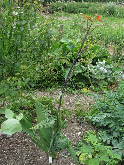 Crocosmia paniculata