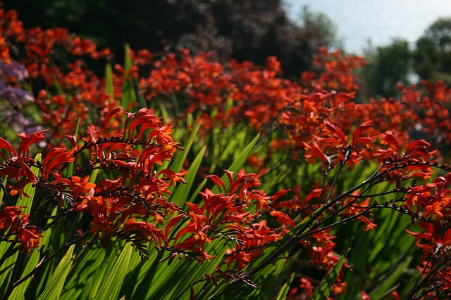 Crocosmia paniculata