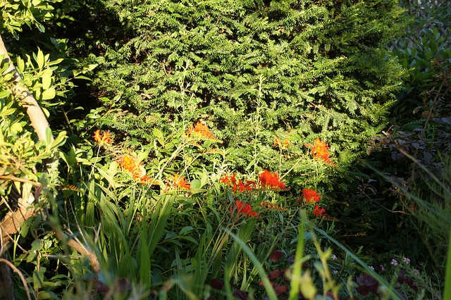 Crocosmia paniculata (Crocosmia paniculata)
