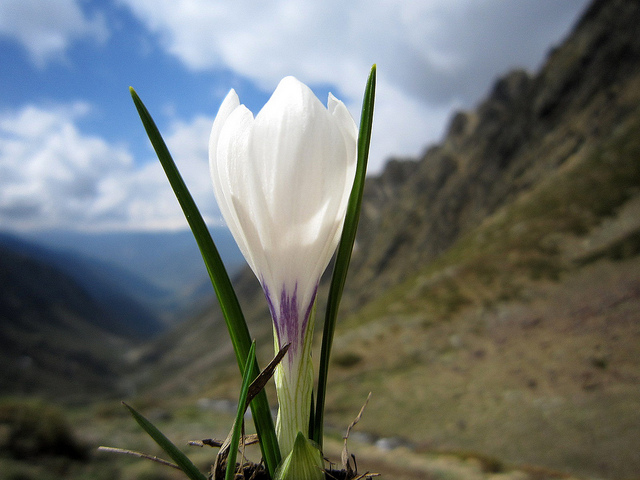 Crocus à fleurs blanches