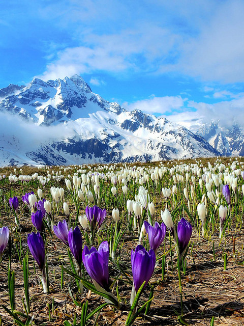 Crocus à fleurs blanches