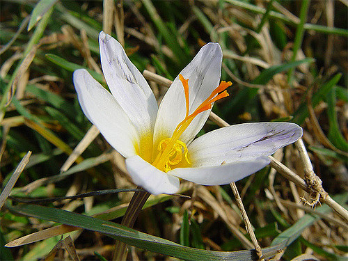 Crocus à fleurs blanches