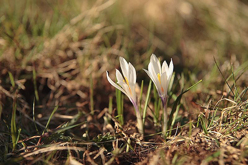 Crocus à fleurs blanches