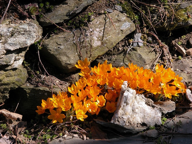 Crocus ancyrensis