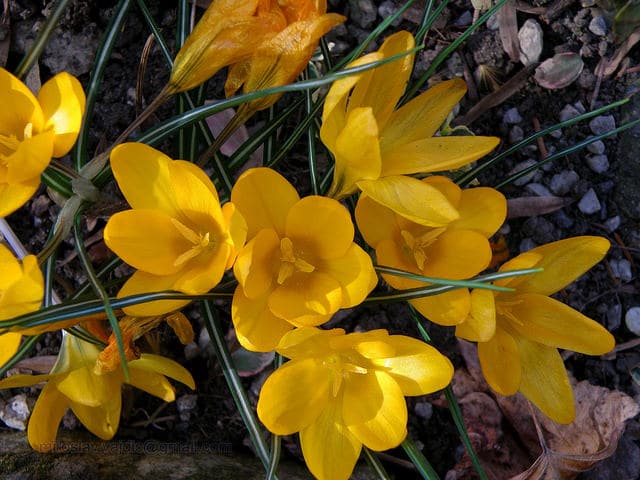 Crocus ancyrensis