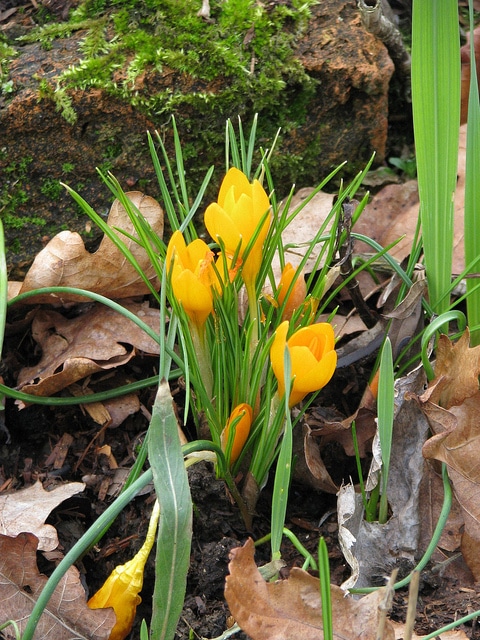 Crocus ancyrensis