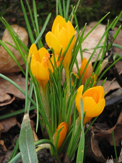 Crocus ancyrensis