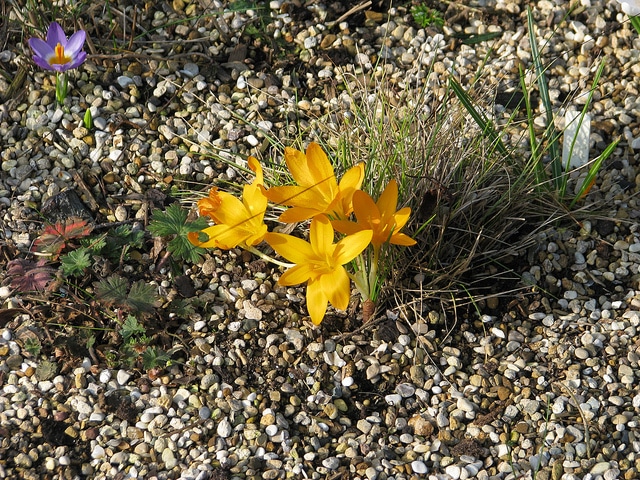 Crocus ancyrensis