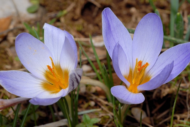 Crocus à deux fleurs