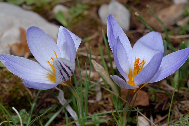Crocus à deux fleurs
