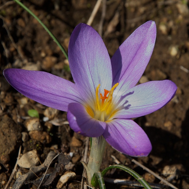 Crocus à deux fleurs