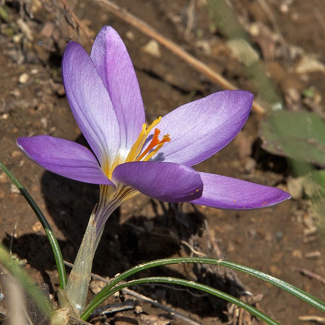 Crocus à deux fleurs
