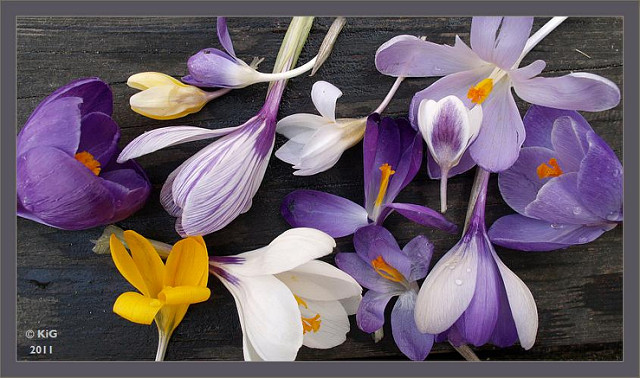 Crocus à deux fleurs