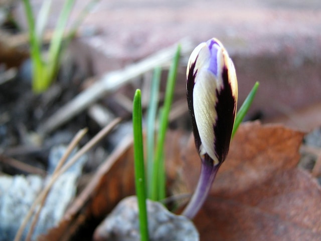 Crocus à deux fleurs (Crocus biflorus)