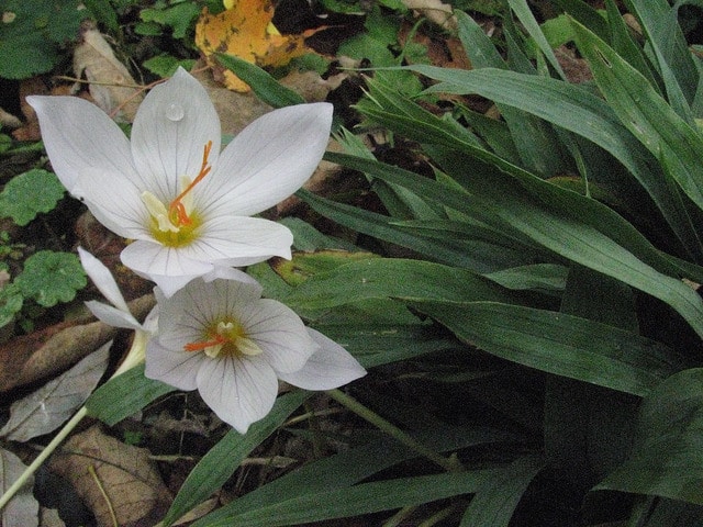 Crocus cartwrightianus