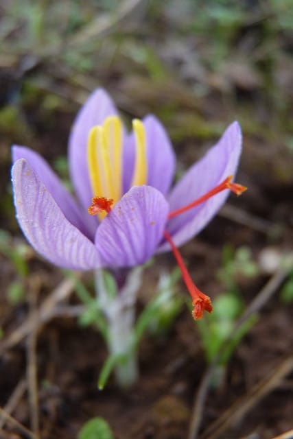 Crocus cartwrightianus