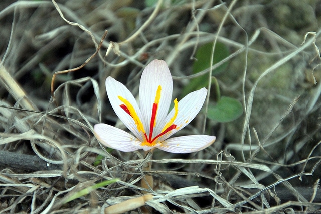 Crocus cartwrightianus