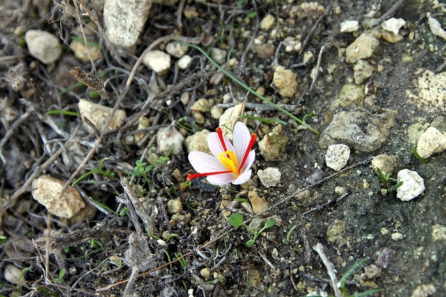 Crocus cartwrightianus