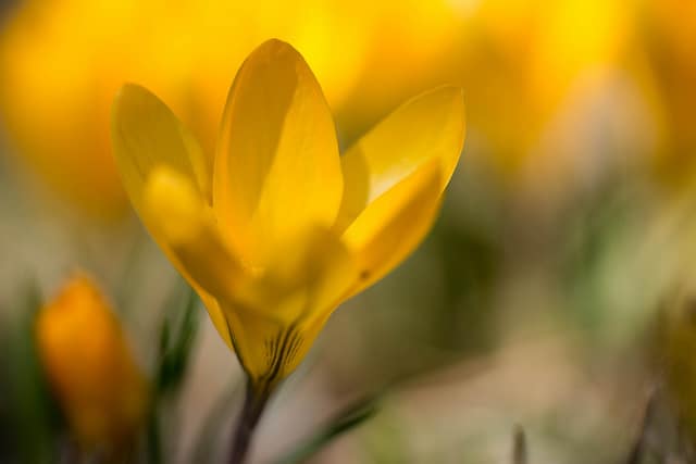Crocus à fleurs jaunes