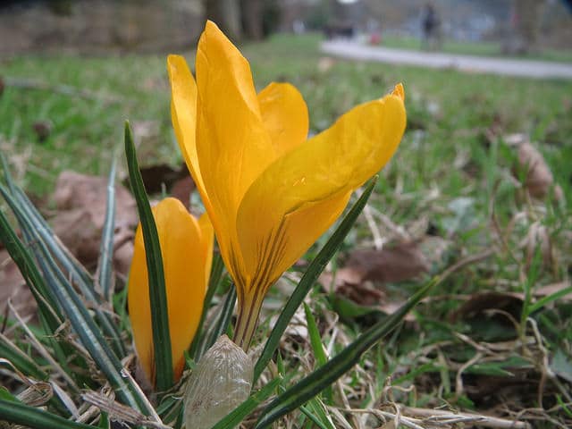 Crocus à fleurs jaunes