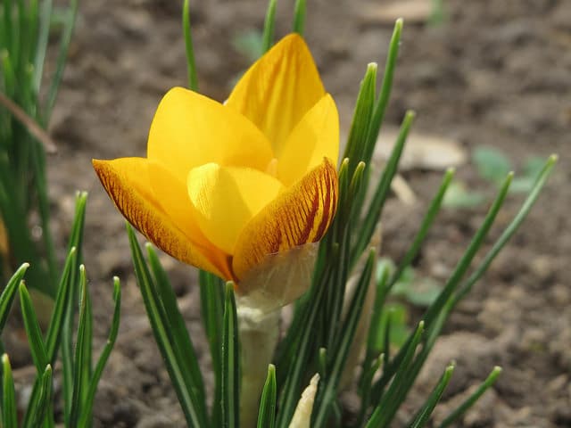 Crocus à fleurs jaunes