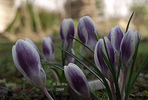 Crocus à fleurs jaunes