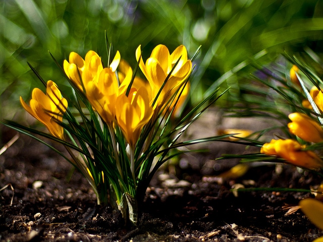 Crocus à fleurs jaunes