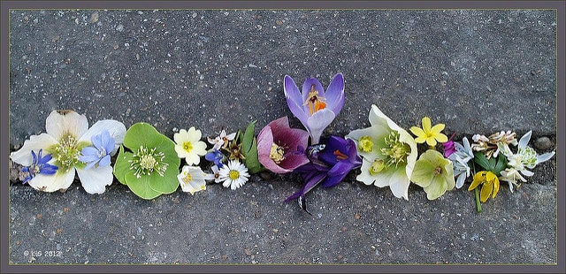 Crocus à fleurs jaunes (Crocus chrysanthus)