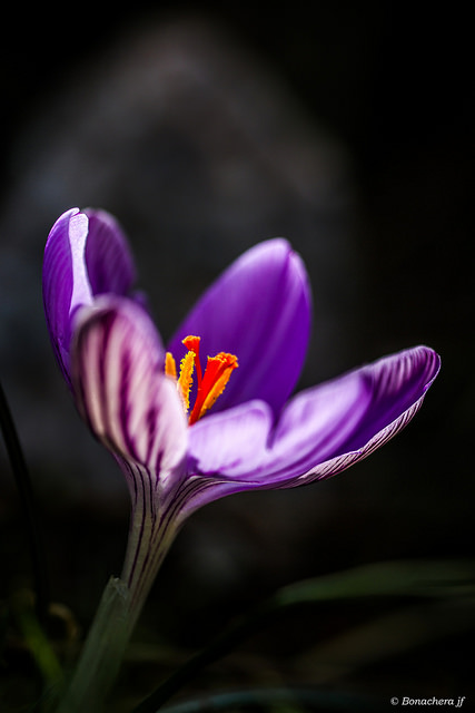 Crocus de corse (Crocus corsicus)