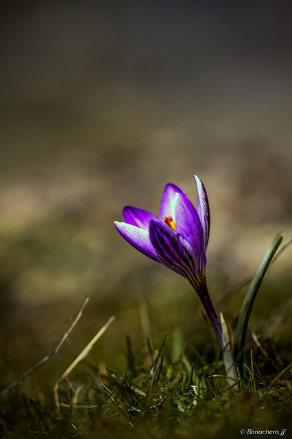 Crocus de corse