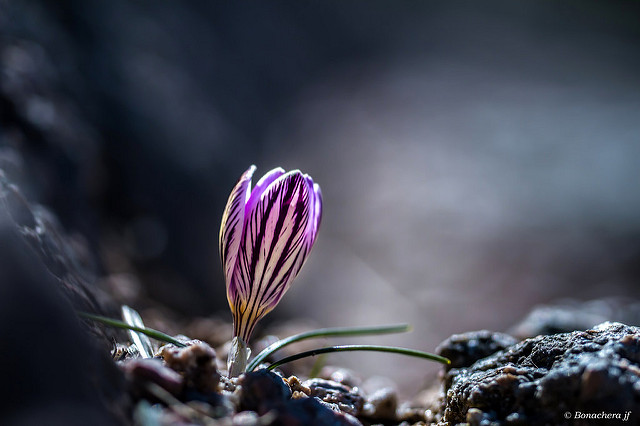 Crocus de corse
