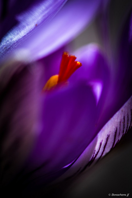 Crocus de corse