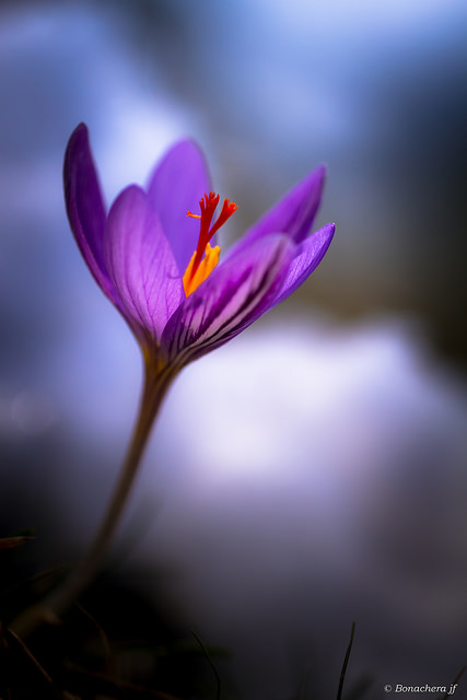 Crocus de corse